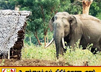 அமைப்பாறையில் காட்டு யானை தாக்குதலில் பாடசாலை மாணவன் காயம்