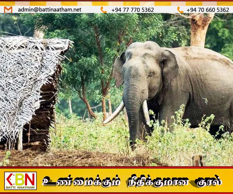 அம்பாறையில் காட்டு யானை தாக்குதலில் பாடசாலை மாணவன் காயம்