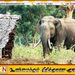 அம்பாறையில் காட்டு யானை தாக்குதலில் பாடசாலை மாணவன் காயம்