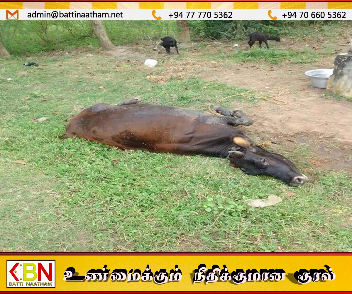 இறைச்சிக்காக மாட்டின் இரண்டு பின்னங்கால்களையும் வெட்டி கடத்த முயற்சி