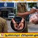 இலஞ்சமாக கோழி இறைச்சி கேட்ட பொலிஸ் அதிகாரி இடைநிறுத்தம்