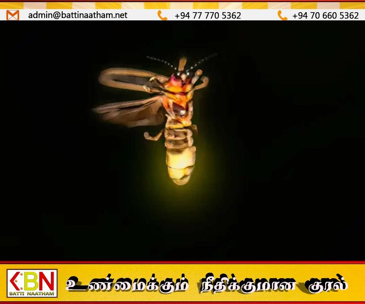 மின்மினிப் பூச்சிகளை நேரில் காணும் கடைசித் தலைமுறையா நாம்?