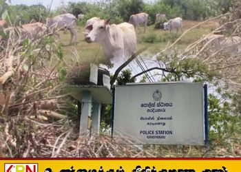 மயிலத்தமடு–மாதவனையில் கால்நடைப் பண்ணையாளர் மீது தாக்குதல்!; வைத்தியசாலையில் அனுமதி!