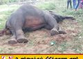 பொத்துவில்- ஊறணி பாலத்திற்கு அருகில் யானை உயிரிழந்த நிலையில் மீட்பு