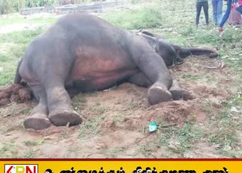 பொத்துவில்- ஊறணி பாலத்திற்கு அருகில் யானை உயிரிழந்த நிலையில் மீட்பு
