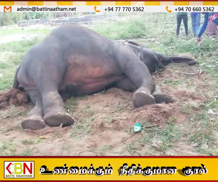 பொத்துவில்- ஊறணி பாலத்திற்கு அருகில் யானை உயிரிழந்த நிலையில் மீட்பு