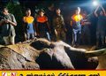 இலங்கையின் மிகவும் உயரமான யானை உயிரிழப்பு
