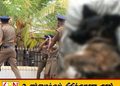 செல்லப்பிராணிகள் பராமரிப்பு நிலையத்தில் நாய் கொ. லை; இருவர் பிணையில் விடுதலை!