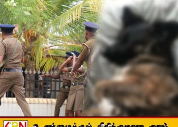 செல்லப்பிராணிகள் பராமரிப்பு நிலையத்தில் நாய் கொ. லை; இருவர் பிணையில் விடுதலை!