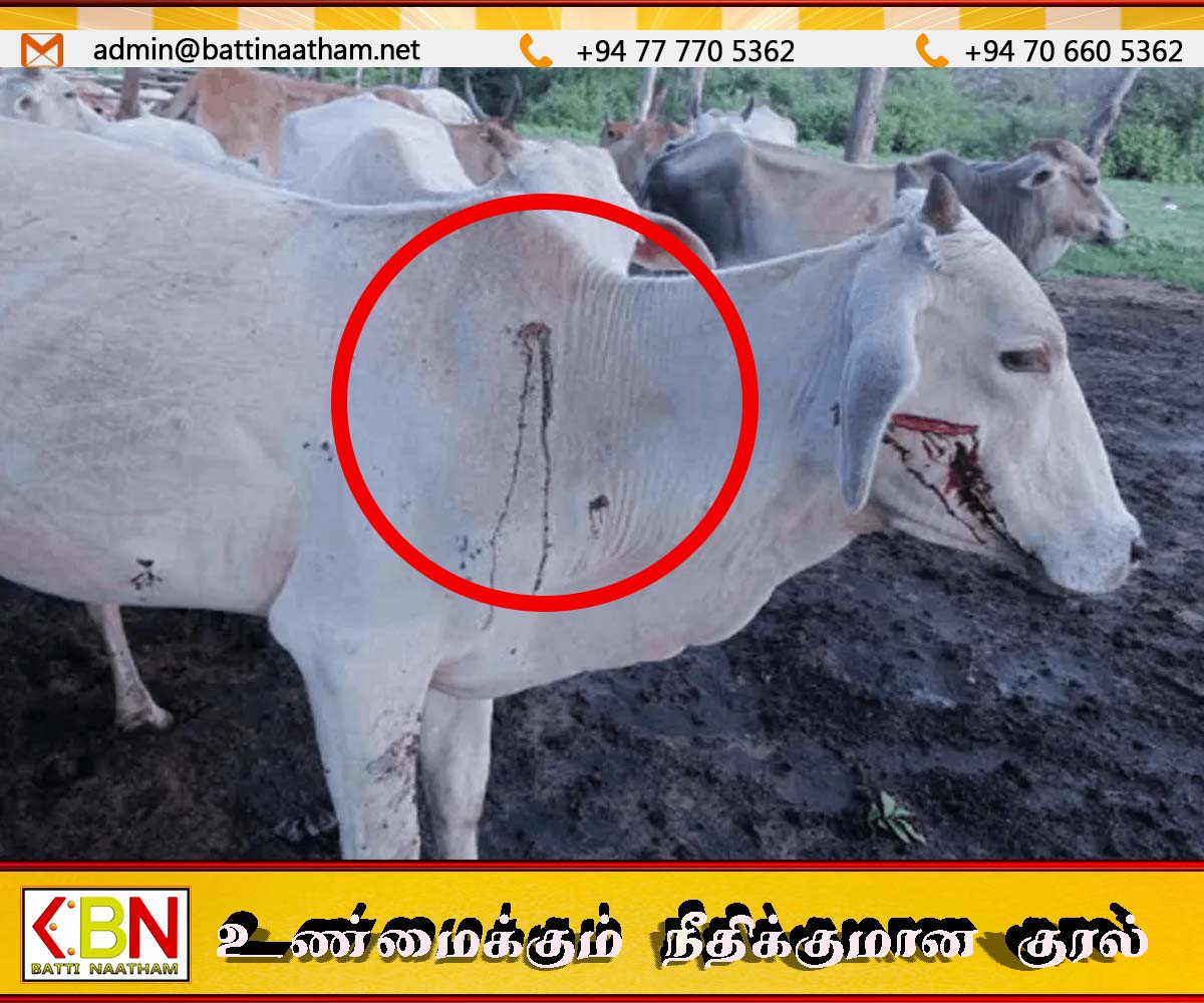 மைலத்தமடுவில் மீண்டும் கால்நடைகள் மீது துப்பாக்கிச் சூடு!